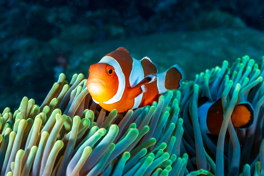 Nemo Reef